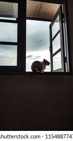 cat sit on the window