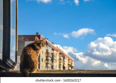 Cat One Eye Images Stock Photos Vectors Shutterstock