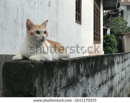 a cat sitdown. yellow and white cat. 