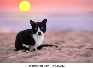 Cat Siting On The Beach At Sunset