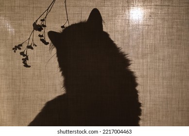 The Cat Sits Behind A Cotton Fabric And Sniffs A Twig Of A Plant. Shadow, Silhouette Of A Cat. 