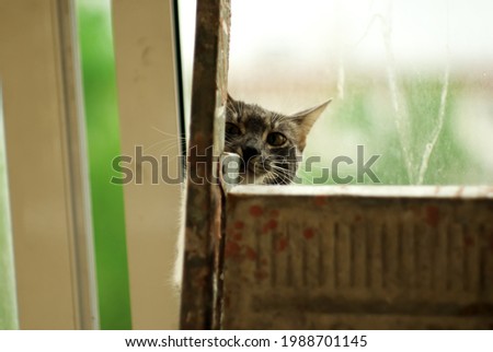 Similar – Image, Stock Photo The Hidden Cat Beautiful