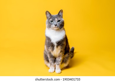 The cat sits calmly and looks confidently at the camera, isolated on a yellow background. Portrait of a pet.