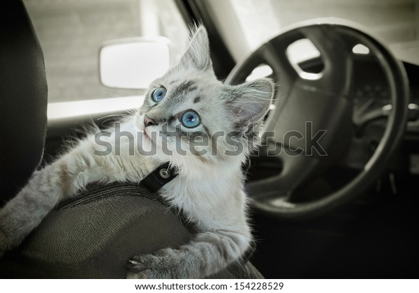 The cat sits in the car on\
a seat