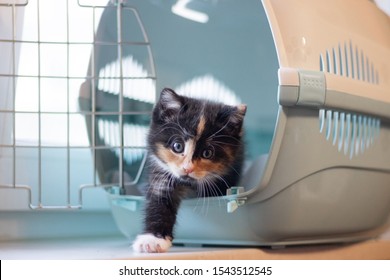 The cat sits in a carrier for animals . A pet. Transportation of animals. Little kitten. - Shutterstock ID 1543512545