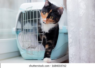 The cat sits in a carrier for animals .Transportation of animals. Article about animal transportation. Adult tortoiseshell cat.