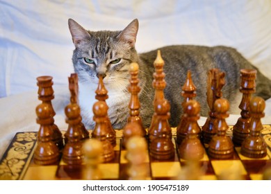 921 Chess cat Images, Stock Photos & Vectors | Shutterstock