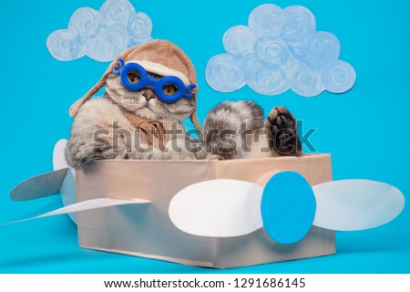 The cat sits a cute pilot Sedit aviator in a paper plane, a Scottish Whiskas in a mask and goggles of an airplane pilot. The concept of the pilot, super cat, flight.