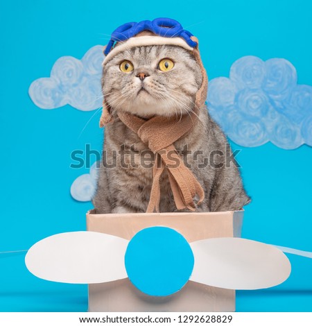 The cat sits a cute pilot Sedit aviator in a paper plane, a Scottish Whiskas in a mask and goggles of an airplane pilot. The concept of the pilot, super cat, flight.