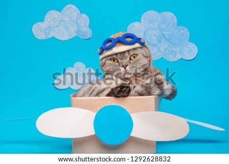 The cat sits a cute pilot Sedit aviator in a paper plane, a Scottish Whiskas in a mask and goggles of an airplane pilot. The concept of the pilot, super cat, flight.