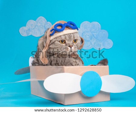 The cat sits a cute pilot Sedit aviator in a paper plane, a Scottish Whiskas in a mask and goggles of an airplane pilot. The concept of the pilot, super cat, flight.