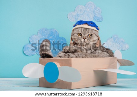 The cat sits a cute pilot Sedit aviator in a paper plane, a Scottish Whiskas in a mask and goggles of an airplane pilot. The concept of the pilot, super cat, flight.