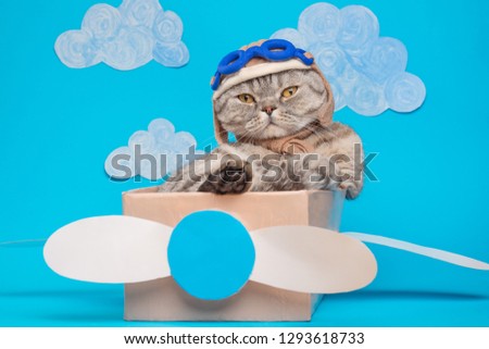 The cat sits a cute pilot Sedit aviator in a paper plane, a Scottish Whiskas in a mask and goggles of an airplane pilot. The concept of the pilot, super cat, flight.