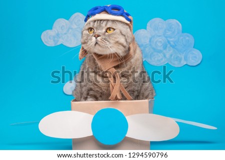 The cat sits a cute pilot Sedit aviator in a paper plane, a Scottish Whiskas in a mask and goggles of an airplane pilot. The concept of the pilot, super cat, flight.