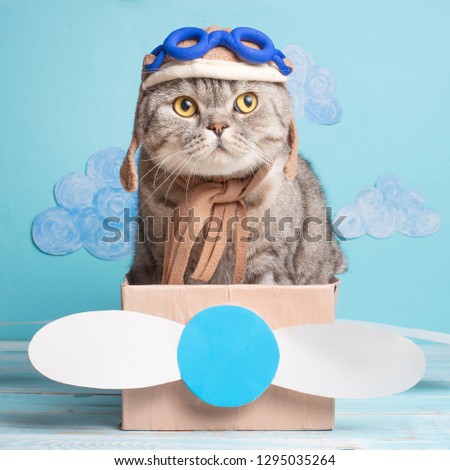 The cat sits a cute pilot Sedit aviator in a paper plane, a Scottish Whiskas in a mask and goggles of an airplane pilot. The concept of the pilot, super cat, flight.