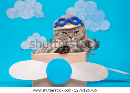 The cat sits a cute pilot Sedit aviator in a paper plane, a Scottish Whiskas in a mask and goggles of an airplane pilot. The concept of the pilot, super cat, flight.