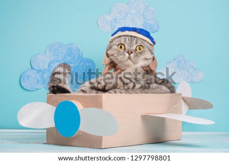 The cat sits a cute pilot Sedit aviator in a paper plane, a Scottish Whiskas in a mask and goggles of an airplane pilot. The concept of the pilot, super cat, flight.