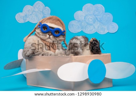 The cat sits a cute pilot Sedit aviator in a paper plane, a Scottish Whiskas in a mask and goggles of an airplane pilot. The concept of the pilot, super cat, flight.