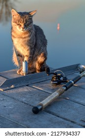 The cat sits in the evening sunlight with closed eyes on a wooden pier next to a fishing rod