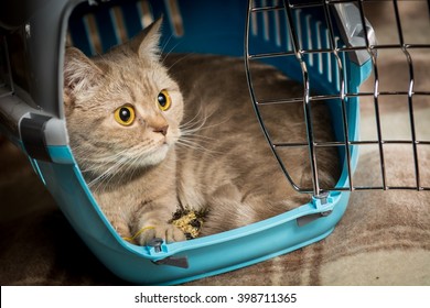 Cat Sits Inside Pet Carrier.