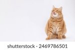 Cat sits and licks its lips. White background studio shot of feline. Domestic kitten looking up. Close-up portrait of Cat on white. Indoor cat on light  background. Copy space. 