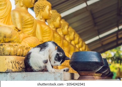 The cat sits on the background of Buddha statues, Face of gold buddha, Thailand, Asia