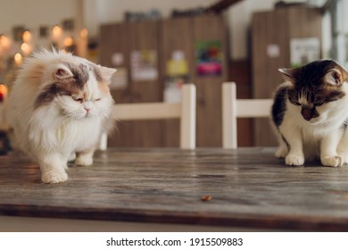 Cat with Fork Stock Photos, Images u0026 Photography  Shutterstock