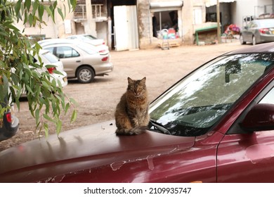 A Cat Sits On The Engine Of A Car And Looks At The Camera