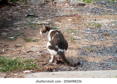 Girls Pooping In The Woods