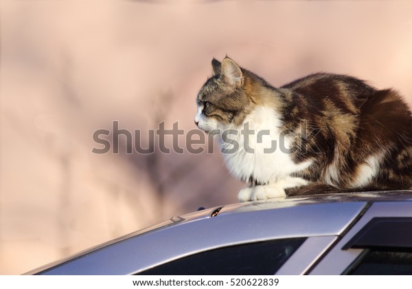 The cat sits on the roof of the car. He wants to ride\
with the breeze ...