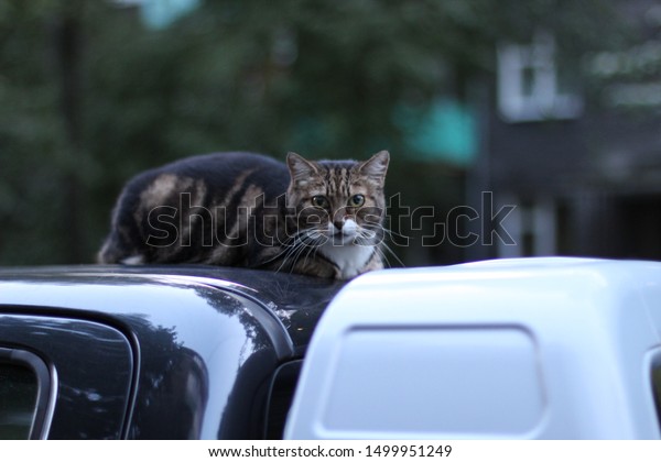 cat sits on the roof\
of a pickup truck