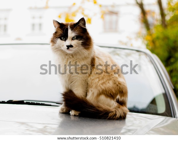 Cat sits on the top of the\
car