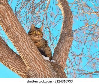 The Cat Sits On A Tree Against The Blue Sky. The Cat Is Cold And Waiting For Help.