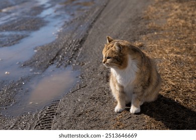 cat sits on wet dirt road and looks away. homeless animal, shelter, loneliness - Powered by Shutterstock