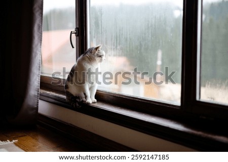 A cat sits on a window ledge, watching the rain fall outside. Its expression shows curiosity and contemplation as it observes the gloomy weather and distant scenery.