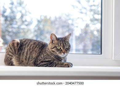 The Cat Sits On The Window On A Winter Day And Looks Out The Window. 