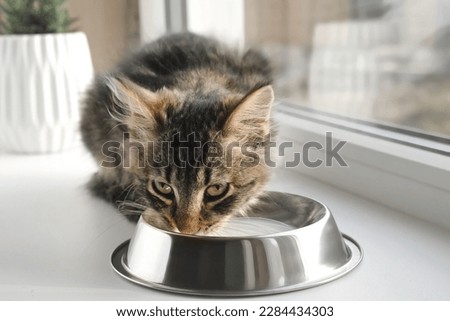Cat Sits on a Windowsill, Licking Milk from Steel Bowl. Close up. Little Tabby Kitten Eating at Home. Little Young Feline Drinking Milk. Fluffy Pet. Cat Food. Health of Domestic Animal. Kitty Lapping.