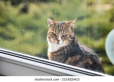 The Cat Sits On The Windowsill Outside The Window