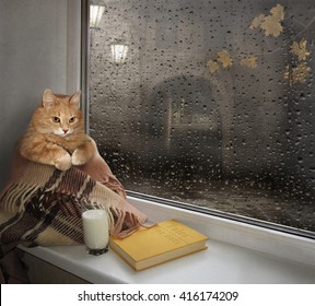 In the rain cat