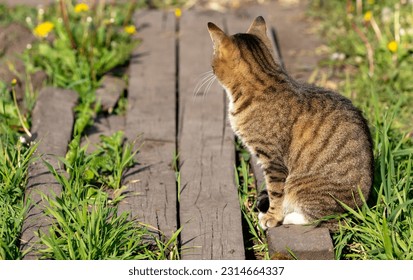 The cat sits on a wooden path in nature. - Powered by Shutterstock