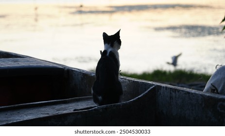 A cat sits in a rowboat on the shore watching the lake. Gölyazı, Turkey. - Powered by Shutterstock