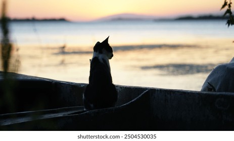 A cat sits in a rowboat on the shore watching the lake. Gölyazı, Turkey. - Powered by Shutterstock