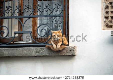 A cat sits in a stone window frame of a historic building in Baku, Azerbaijan, adding charm to the old architecture.