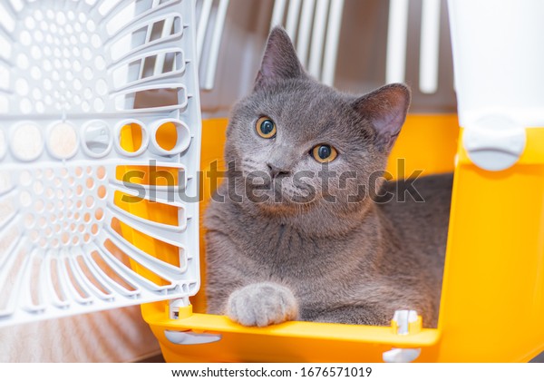 The cat is sitting in an animal carrier . Pet.\
Transportation of animals. Article about animal transportation. The\
safety of a pet.