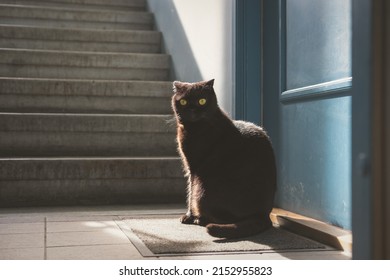 Cat sitting behind closed home door on the house stairs. Beautiful, brown, sad, hungry Scottish Fold with yellow eyes is waiting when owner lets him in. Loving pet. Blurred background, copy space