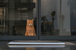 The Cat Is Sitting Behind The Door Behind The Glass