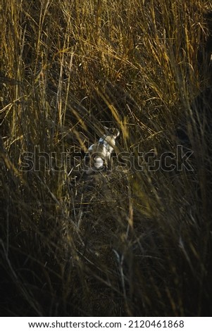 Similar – Image, Stock Photo Cheer up! Animal