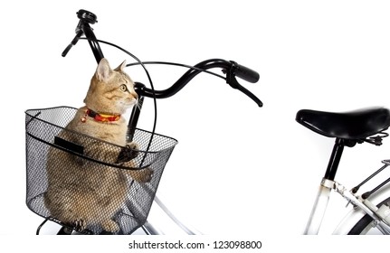 bike with cat basket