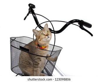 cat in bicycle basket