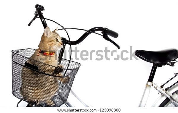 cat basket for bike